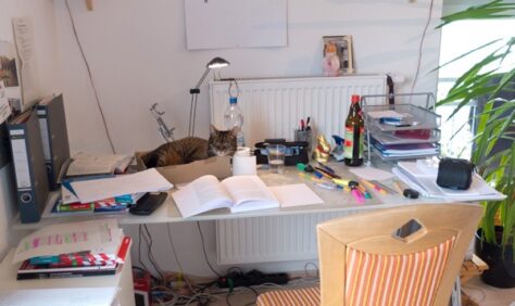 Meine Katze steht mir beim Lernen für das Abitur bei.